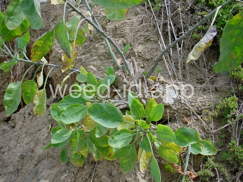 tobacco, tree